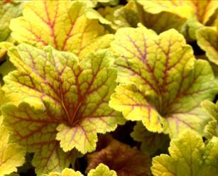 Zone: 5a H: 12 W: 14 H:30cm W: 36cm Heuchera Cherry Cola Large brownish red leaves in
