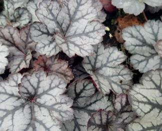 Heuchera Ginger Ale Unusual colouring of golden-ginger leaves with a silvery overlay.