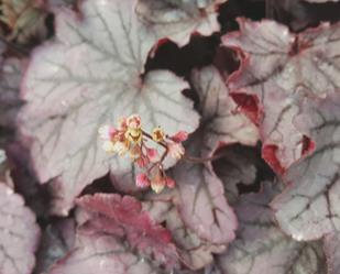 Heuchera Little Cutie Frost Petite mound of dark burgundy and green foliage with a