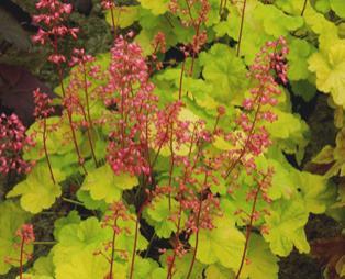 ruffled, purplered leaves with sprays of small, white flowers in spring.
