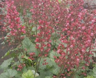Heuchera Midnight Rose Dark purple, lobed foliage spotted with pink fades to a lighter pink in