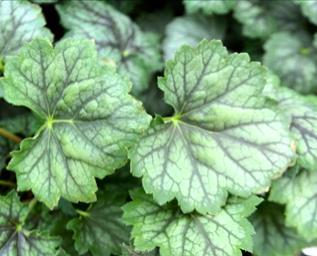 sit atop bright green foliage that turns pinkish in winter. Vigorous and low-growing.