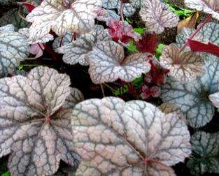 purplish-silvery leaves with slender stems and contrasting sprays of white flowers.