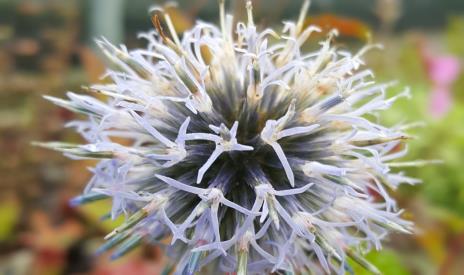 Echinops ritro Globe Thistle Blue thistle-like globes bloom in summer atop woolly,