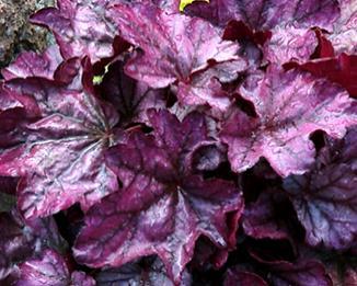 Zone: 2a H: 22 W: 18 H:56cm W: 46cm Heuchera Vienna Forms a compact mound of scalloped leaves in a