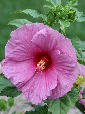 Zone: 5a H: 40 W: 36 H:102cm W: 91cm Hibiscus Fireball Rose Mallow Forming an upright,