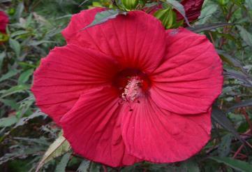 Zone: 6a H: 46 W: 24 H:117cm W: 61cm Hibiscus moscheutos Disco Belle Rosy Red Rose Mallow