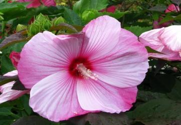 Exceptional display of pink, white and red saucer-shaped blossoms on strong stems that