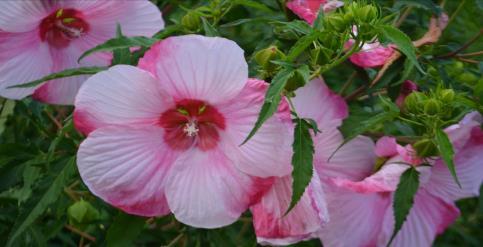 medium-pink petals with a reddish eye zone sit on tall, clumping, bright green foliage.