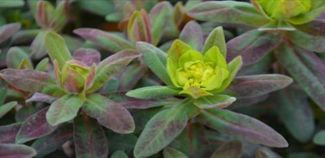 Zone: 5b H: 8 W: 20 H:20cm W: 51cm Euphorbia polychroma Cushion Spurge Brilliant yellow