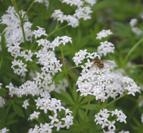 Galium odoratum Sweet Woodruff Delicate and fragrant tufts of white flowers blooms in spring on natural