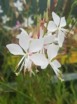 Pink Cloud Gaura Clump forming with sturdy, reddish stems decorated by airy, pink blooms in spring and summer.