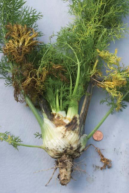 (Cont d from page 3) Bacterial streak of fennel REVIEW OF SOILBORNE DISEASES OF COASTAL CALIFORNIA PEPPER Steven Koike, Plant Pathology Farm Advisor UC Cooperative Extension, Monterey County Peppers