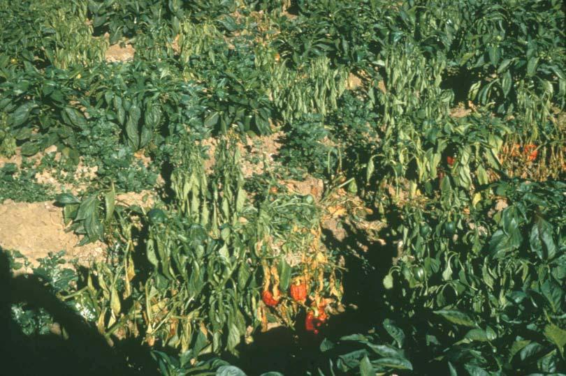 (Cont d from page 5) disease. Managing soilborne diseases of pepper: (1) The first step in managing these problems is to accurately identify which disease is affecting the crop.