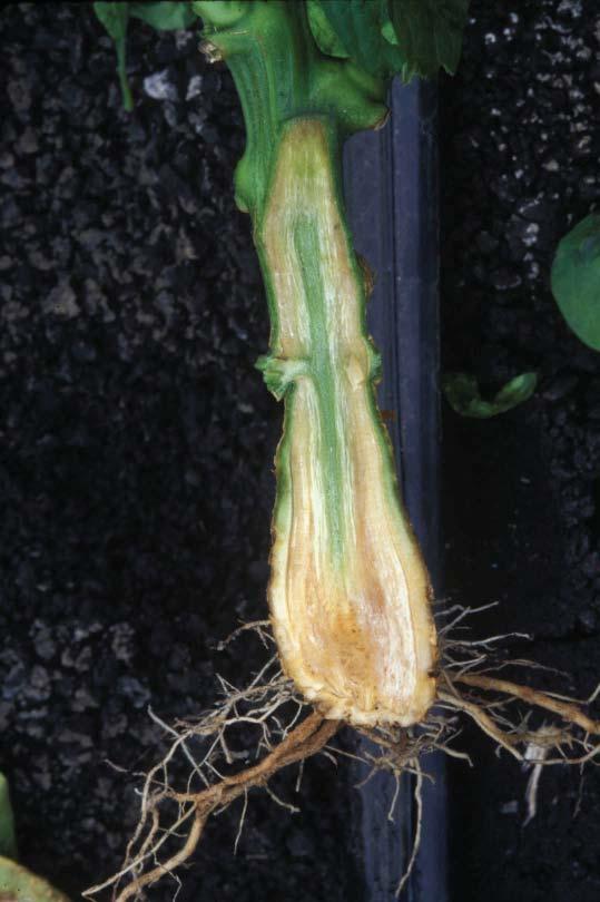 page 9 Peppers infected with Verticillium