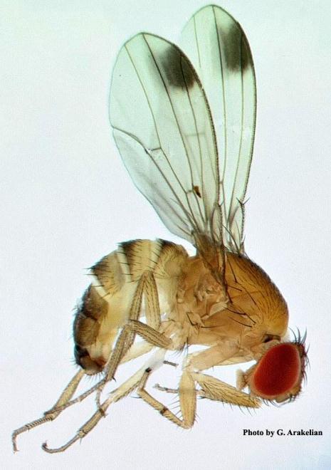 SWD looks superficially like your everyday Vinegar Fly Drosophila Melanogaster of genetics fame, but vinegar flies are generally not a serious economic threat to fruit growers.