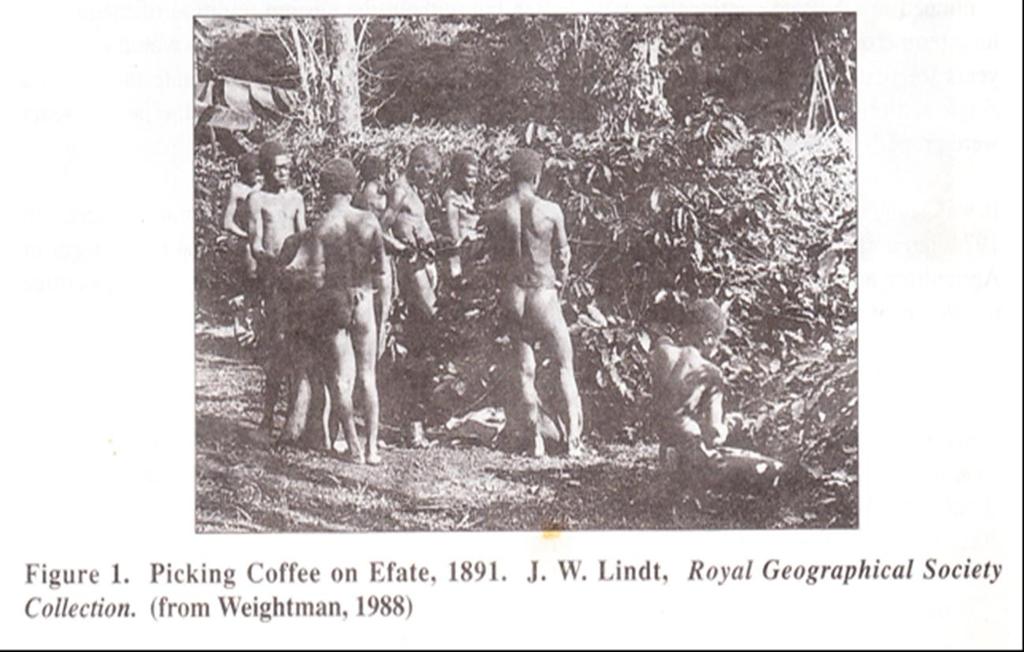 THE VANUATU COFFEE HISTORY Vanuatu s long Coffee History began on Tanna Island in 1860.