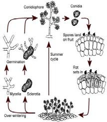 cinerea infection Infection pathways