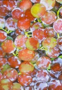 Grapes stored 10 days at room temperature before these pictures where taken 5000 ppm-hr 10000