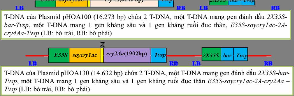 Kết quả tạo dòng đậu tương mang gen Tạo dòng T: Vector pptn791 mang gen và gen bar và được chuyển nạp vào giống