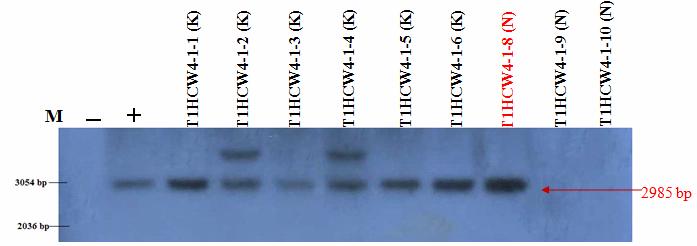 VIỆN KHOA HỌC NÔNG NGHIỆP VIỆT NAM Tạo dòng T1: Hạt dòng T (mang gen và gen bar) được trồng để cho ra dòng T1.