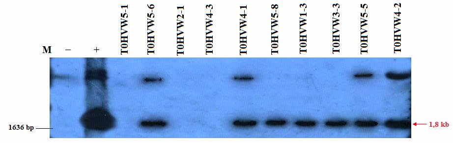 4 mẫu lây nhiễm. Kết quả thu được 15 dòng tái sinh T. Các dòng tái sinh được phân tích Southern blot (hình 6) để xác định là dòng biến đổi gen mang gen vip3a.