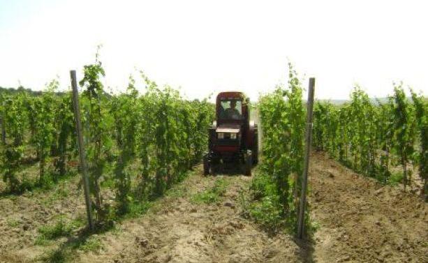 surface is 11.305,34 ha, of which: - 326,28 ha IG ; 2,88% - 10.979,06 ha without DOC/IG ; 97,11% Ostrov s Vineyard Constanţa County 8.