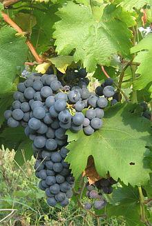 Main wine varieties Main wine varieties cultivated in Romania Variety Area under vine (ha) Fetească albă 1.