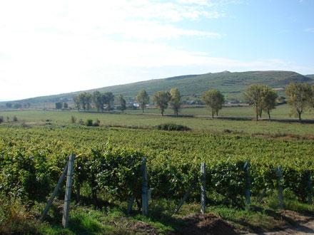Romania s wine-growing regions 1.