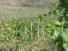 Romania a wine-growing regions 5.