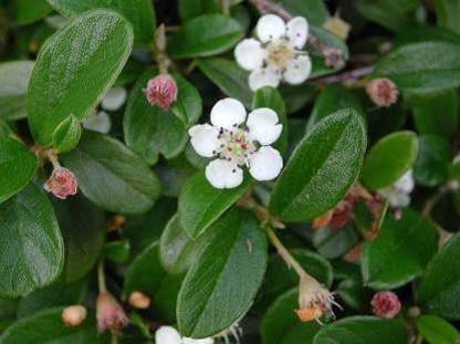 Cotoneaster dammeri (ROSACEAE) China Alternate, simple, entire Elliptic to elliptic-oblong Base cuneate Upper dark green Under - whitish ~ mucronate tips 4-6 vein pairs Short petioles Solitary, infl.