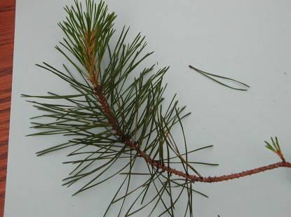 Pinus contorta (PINACEAE) shore pine Coastal to Inland PNW Needles Fascicles (bundled at base) 2 needles per fascicle Needles somewhattwisted Deep green 1-3 long (Much shorter than Pinus nigra)