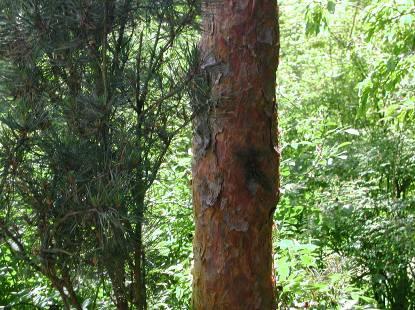 latifolia = lodgepole pine Pinus sylvestris (PINACEAE) Scot s pine Europe, temperate Asia Needles in fascicles 2 per fascicle Short (1-2 long) Blue-green or grayish green twisted Monoecious Woody