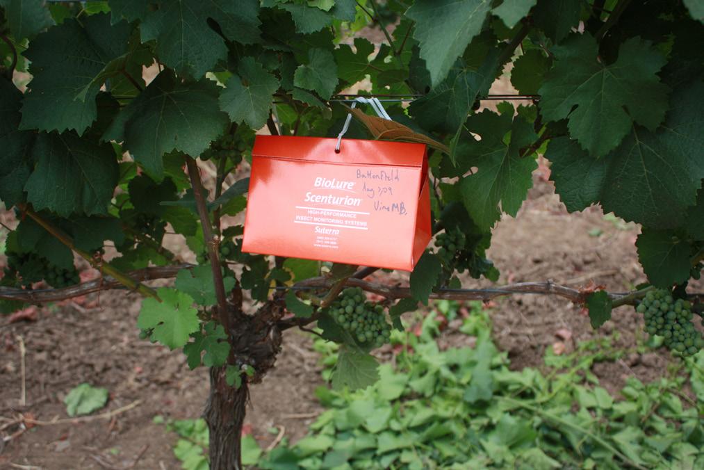 Placement Place one trap per 30 acres or one per smaller vineyard.