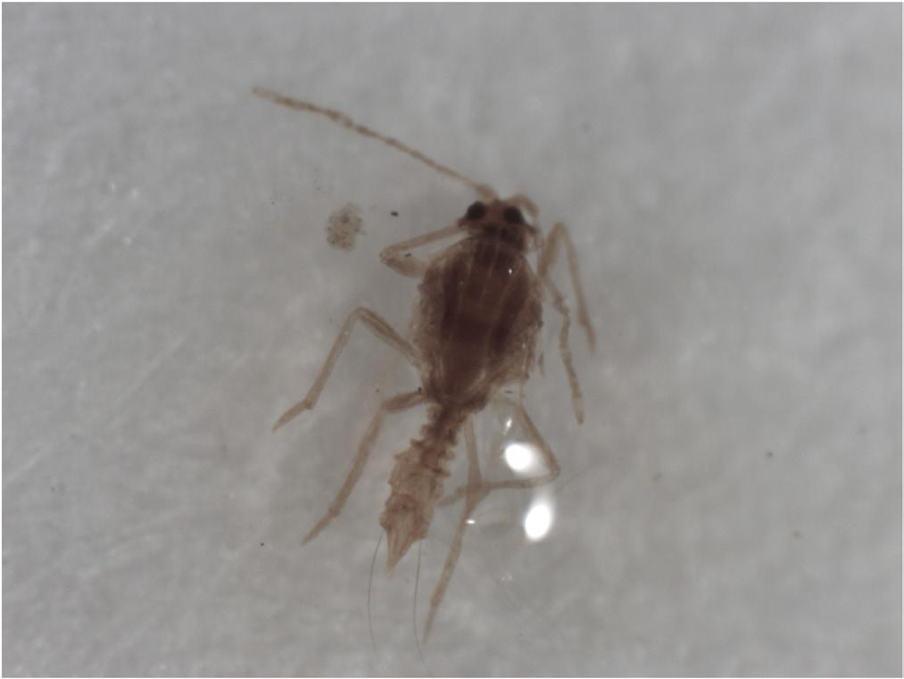 Figure 4b. Adult winged male mealybugs found on the sticky surface of a pheromone-baited trap. Photo by M.