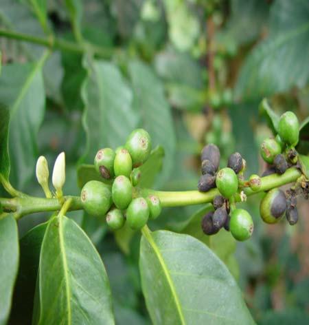 Effect of Climate Change on Coffee Growth, Yield and Quality Erratic rainfall results in random flowering, with flowers and