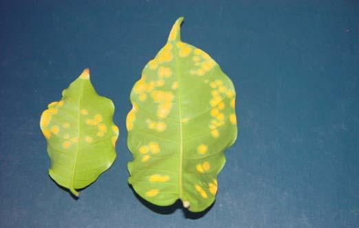 Effect of Climate Change on Coffee Growth, Yield and Quality Coffee Leaf Rust that is