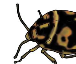 3.5 Antestia bug (Arabica