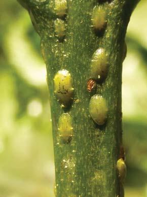 3.7 Aphids, leaf mealy bug and scales Sucking insects include: a) Green, brown and