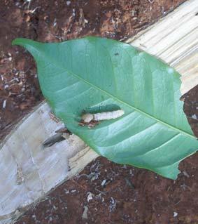 Chewing insects: Chewing insects include leaf miners, tailed caterpillars and leaf
