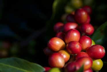 TORAJA SULAWESI Fragrance: Sweet Caramel Chocolate Aroma: Sweet Pear Caramel Flavour: Toffee Orange Sweet VARIETY: TYPICA CATURRA CATIMOR 100g $11 250g $20 Our suppliers and friends at MTC Group have