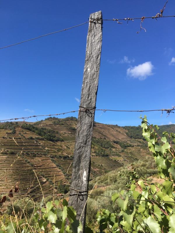 "They are heavy. They break. But they are beautiful and unique to here." Harking back to our earlier conversation about the myriad of different grapes planted in the Douro, Touriga Franco came up.