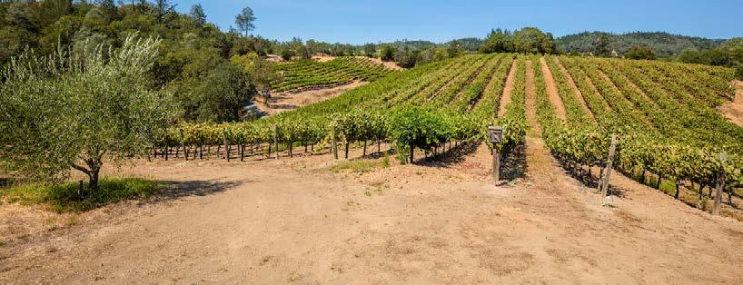 Coveted Healdsburg Vineyard With Private Estate Building Site Table of Contents Salient Facts... 3 Property Overview.