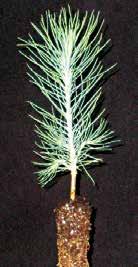 Needles in bundles of two, short, usually green. Good for Christmas Trees and understoc.