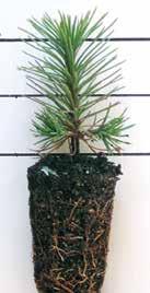 Austrian Pine is a fast growing pine with velvety white candles, needles 4-6 long on upright branches.