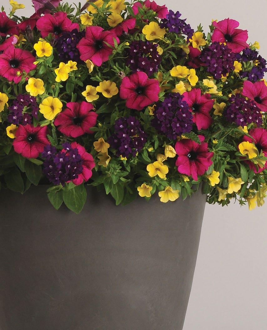 Order & find growing info at ballfloraplant.