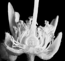 in bundles *Malvaceae - mallow family