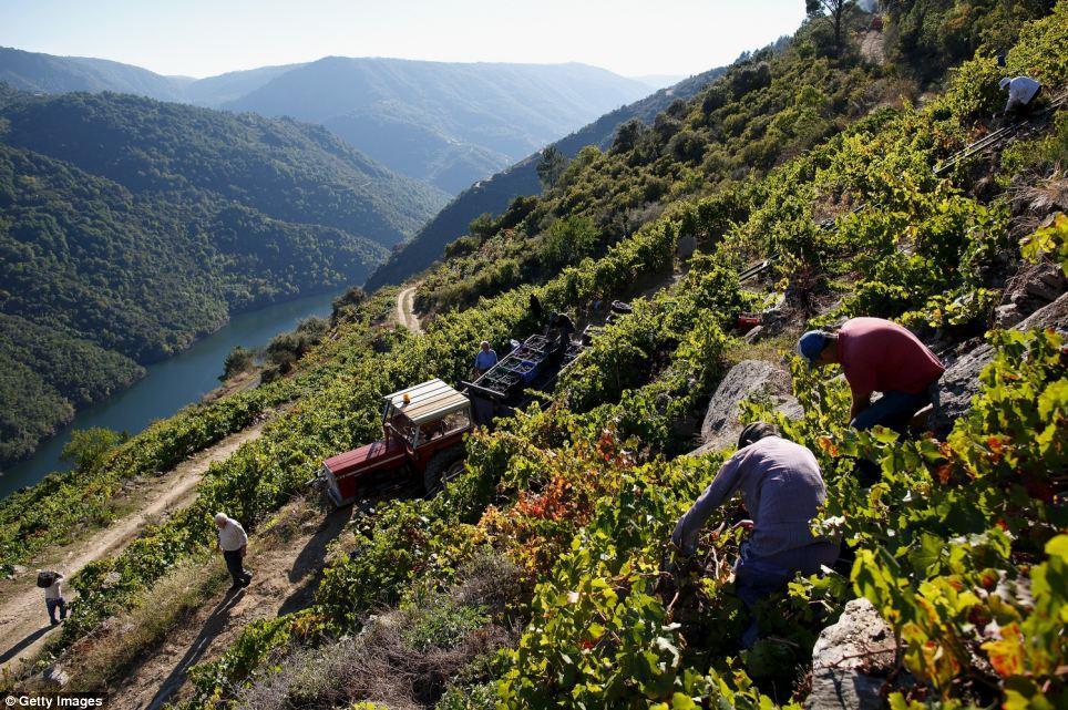 These workers on the Cruceiro Reixo and Cividade Cellar wine estates are harvesting Mencia grapes from precarious slopes near Monforte de Lemos in northwestern Spain.