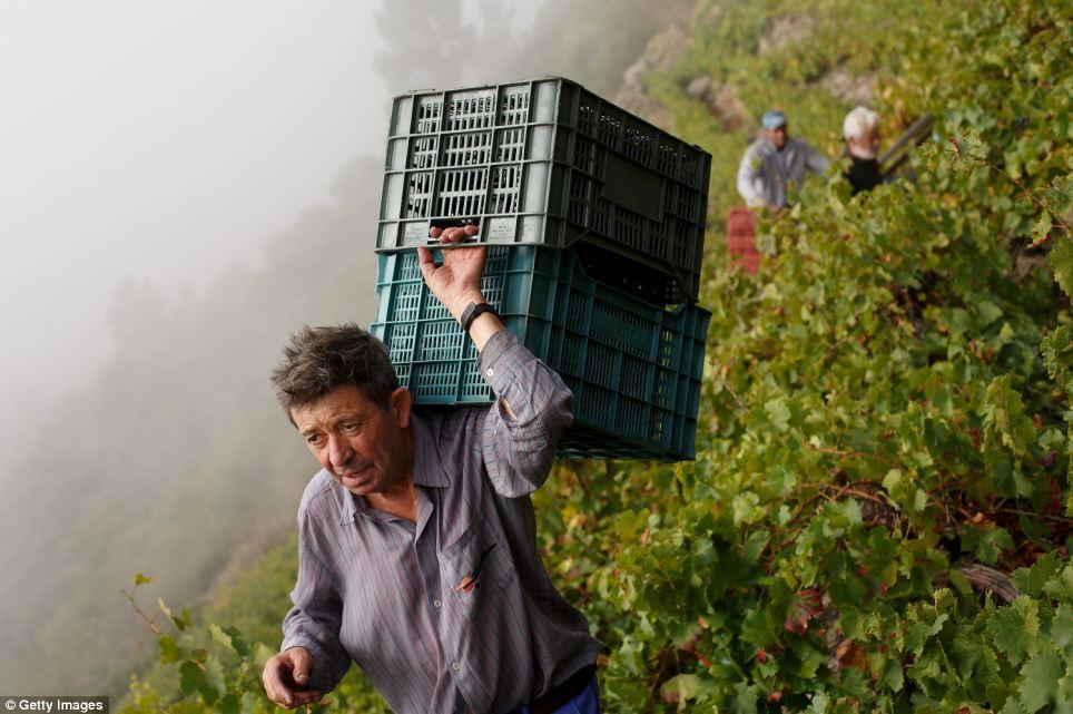 Ramon Fernandez helps to harvest grapes on the slopes of land owned by his relative, Ramon Marcos Fernandez On the banks of the Mino Hector de Leon carries a box of grapes at a