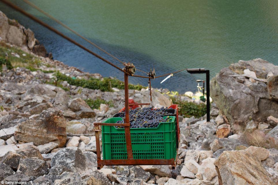 transports the grapes As access to the slopes by vehicles is limited wine